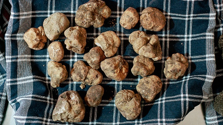 Fresh white truffles on plaid cloth