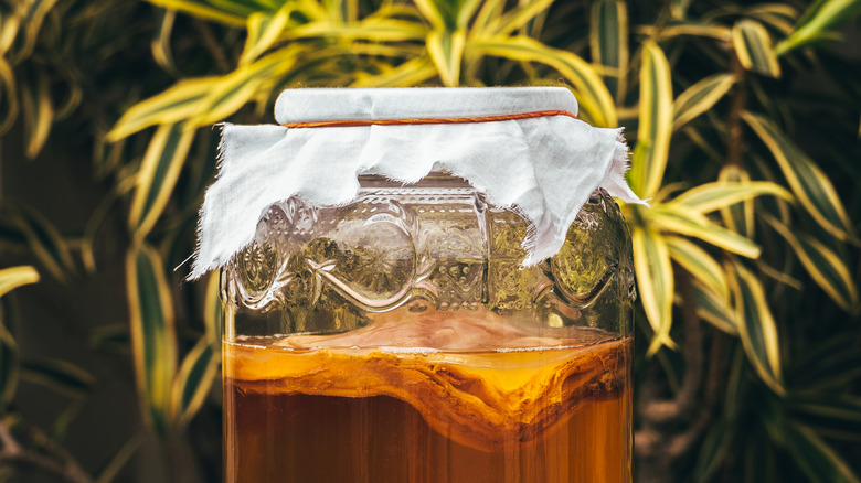 kombucha in a jar