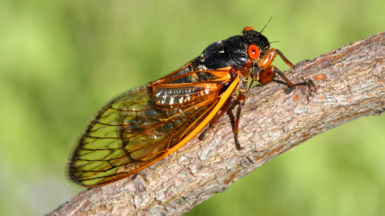 缩放分店Cicada相片